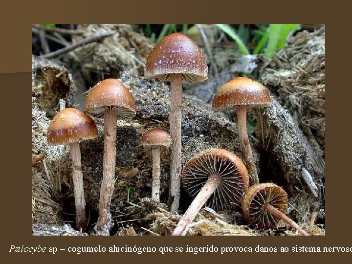 Psilocybe sp – cogumelo alucinógeno que se ingerido provoca danos ao sistema nervoso 