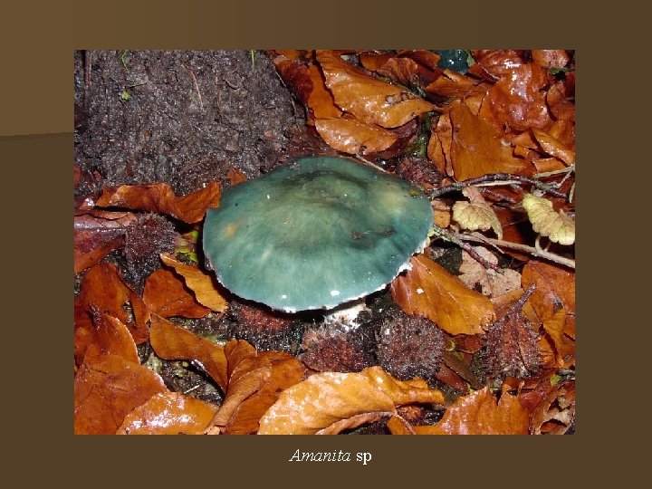 Amanita sp 