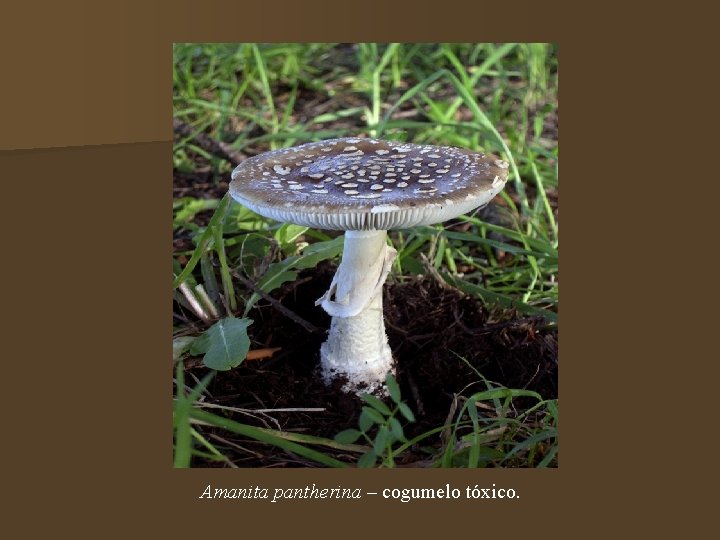 Amanita pantherina – cogumelo tóxico. 