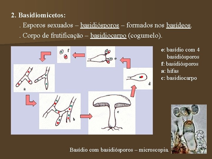 2. Basidiomicetos: . Esporos sexuados – basidiósporos – formados nos basídeos. . Corpo de