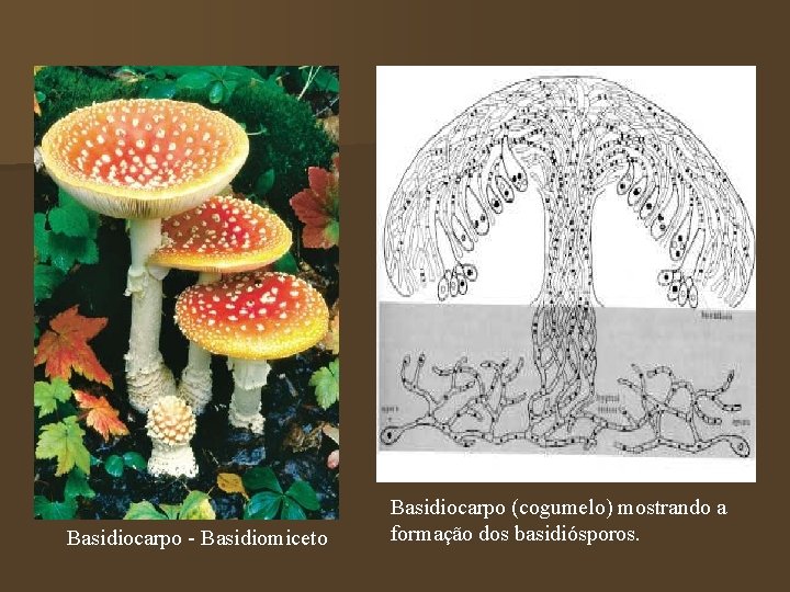 Basidiocarpo - Basidiomiceto Basidiocarpo (cogumelo) mostrando a formação dos basidiósporos. 