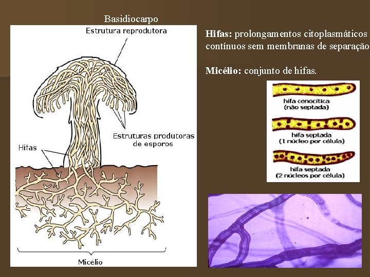 Basidiocarpo Hifas: prolongamentos citoplasmáticos contínuos sem membranas de separação. Micélio: conjunto de hifas. 