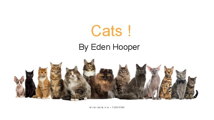 Cats ! By Eden Hooper 