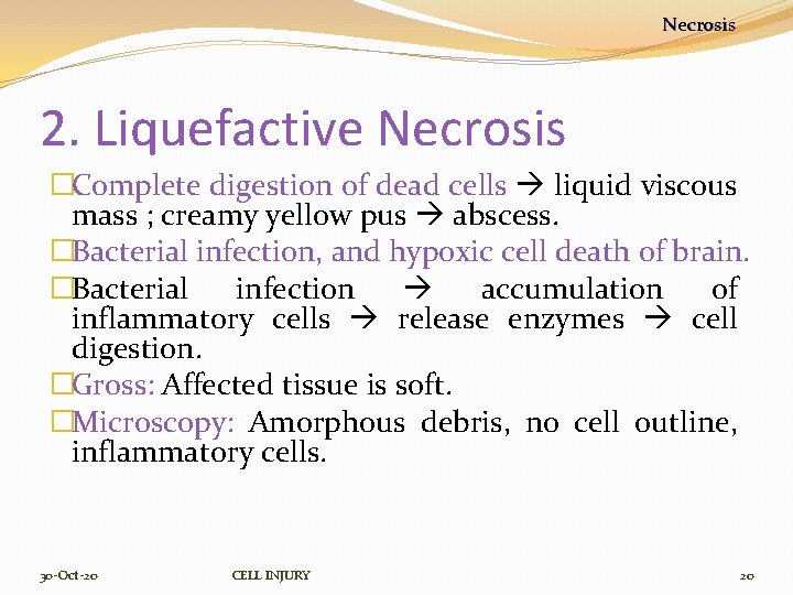 Necrosis 2. Liquefactive Necrosis �Complete digestion of dead cells liquid viscous mass ; creamy