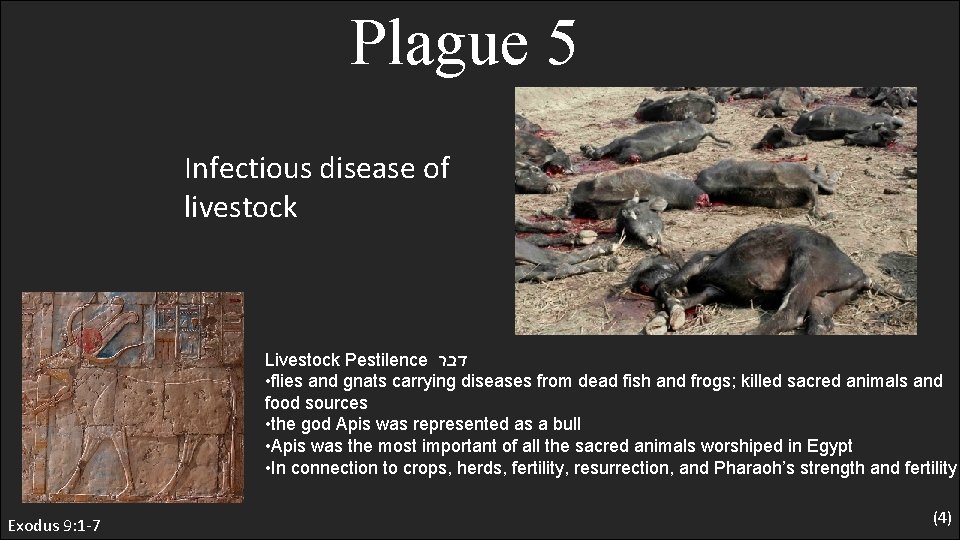 Plague 5 Infectious disease of livestock Livestock Pestilence דבר • flies and gnats carrying