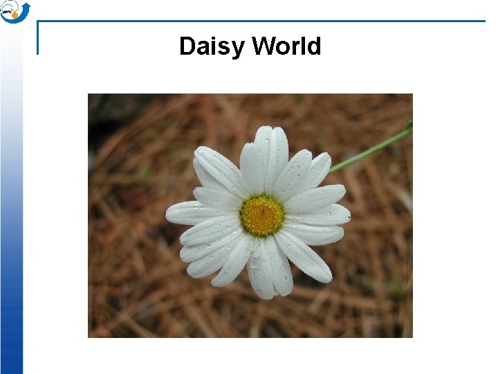 Daisy World 