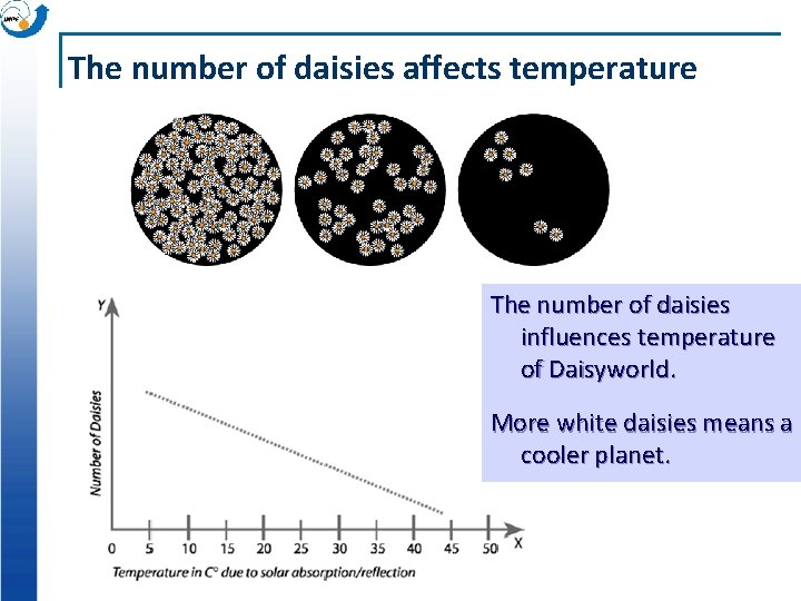 The number of daisies affects temperature The number of daisies influences temperature of Daisyworld.