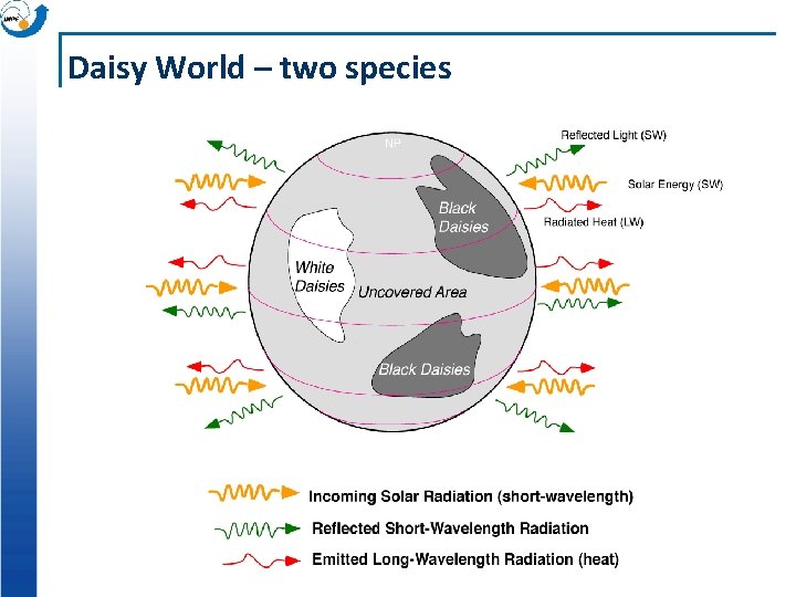 Daisy World – two species 