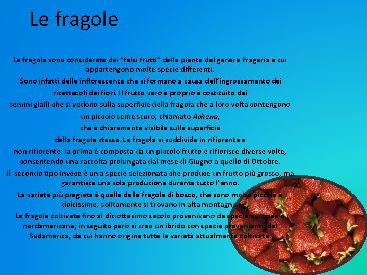 Le fragole sono considerate dei “falsi frutti” delle piante del genere Fragaria a cui