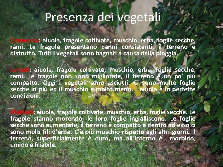 Presenza dei vegetali Domenica: aiuola, fragole coltivate, muschio, erba, foglie secche, rami. Le fragole