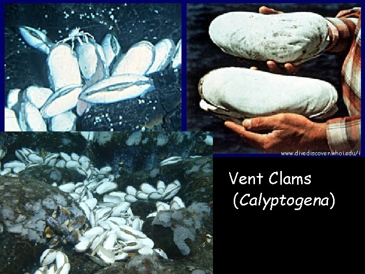 www. divediscover. whoi. edu/i Vent Clams (Calyptogena) 