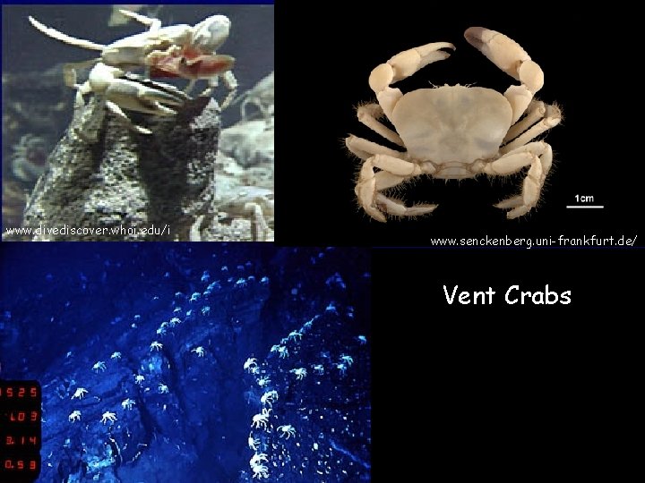 www. divediscover. whoi. edu/i www. senckenberg. uni-frankfurt. de/ Vent Crabs 