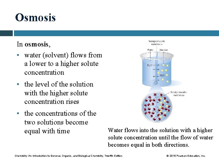 Osmosis In osmosis, • water (solvent) flows from a lower to a higher solute