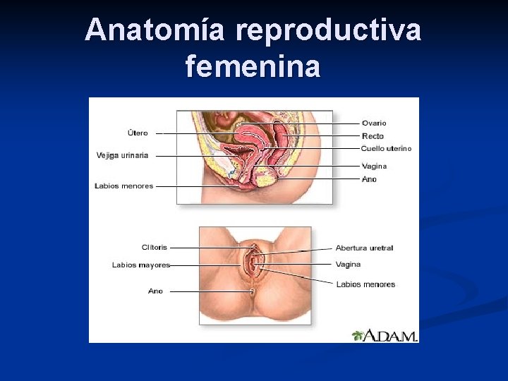 Anatomía reproductiva femenina 