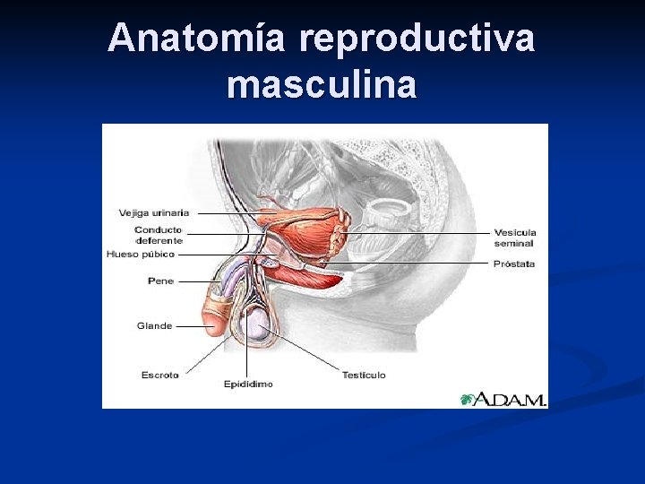 Anatomía reproductiva masculina 