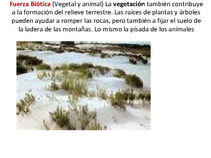 Fuerza Biótica (Vegetal y animal) La vegetación también contribuye a la formación del relieve