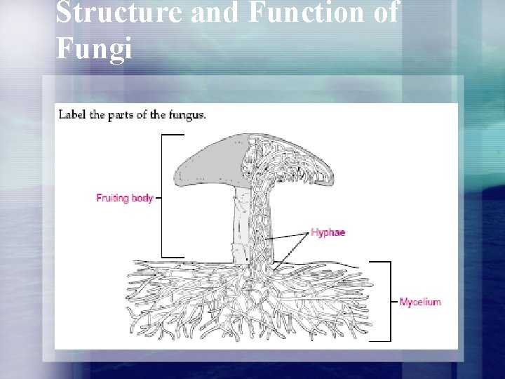 Structure and Function of Fungi Structure and Function of Fungi