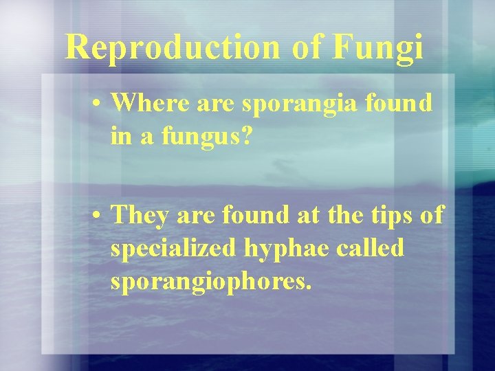 Reproduction of Fungi • Where are sporangia found in a fungus? • They are Reproduction of Fungi • Where are sporangia found in a fungus? • They are