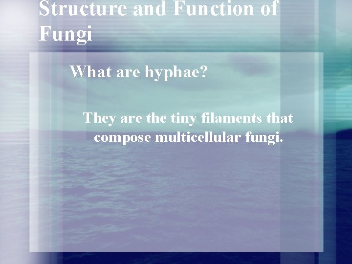 Structure and Function of Fungi What are hyphae? They are the tiny filaments that Structure and Function of Fungi What are hyphae? They are the tiny filaments that
