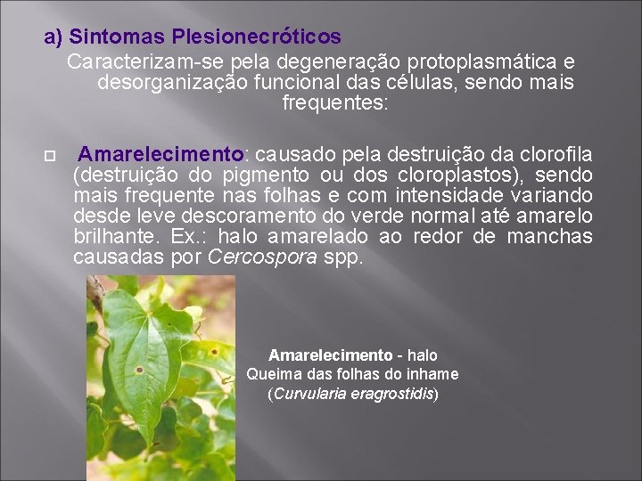 a) Sintomas Plesionecróticos Caracterizam-se pela degeneração protoplasmática e desorganização funcional das células, sendo mais
