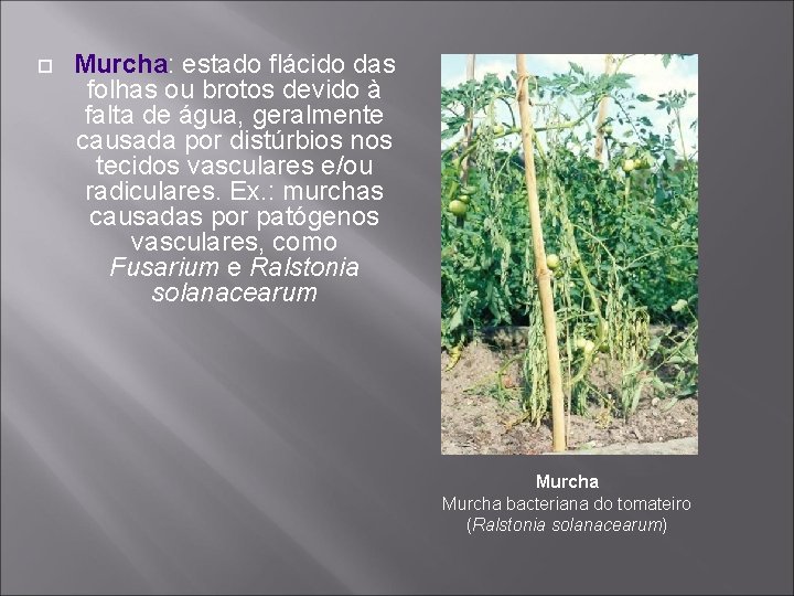  Murcha: estado flácido das folhas ou brotos devido à falta de água, geralmente