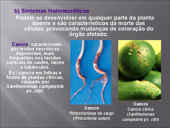 b) Sintomas Holonecróticos Podem se desenvolver em qualquer parte da planta doente e são
