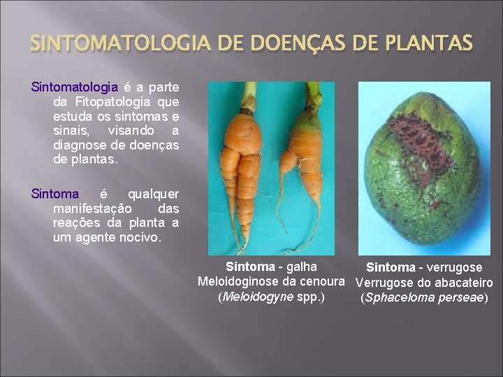 SINTOMATOLOGIA DE DOENÇAS DE PLANTAS Sintomatologia é a parte da Fitopatologia que estuda os