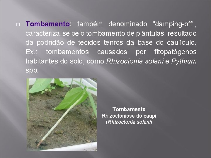  Tombamento: também denominado "damping-off", caracteriza-se pelo tombamento de plântulas, resultado da podridão de