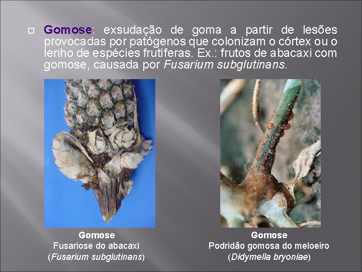  Gomose: exsudação de goma a partir de lesões provocadas por patógenos que colonizam