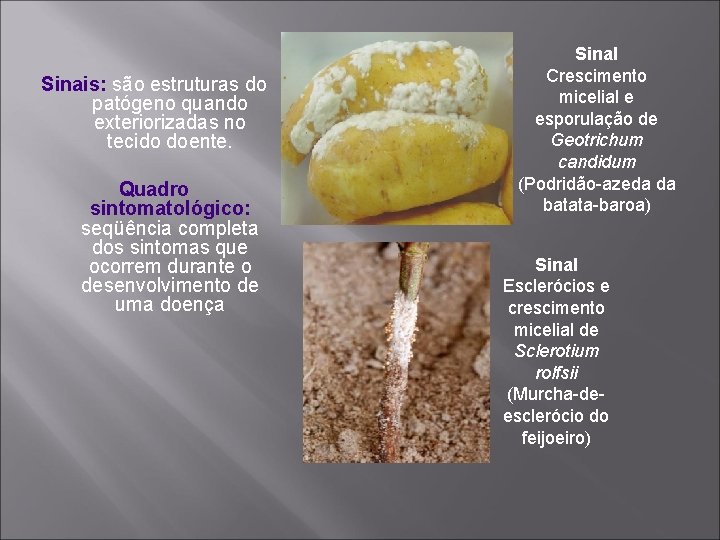 Sinais: são estruturas do patógeno quando exteriorizadas no tecido doente. Quadro sintomatológico: seqüência completa