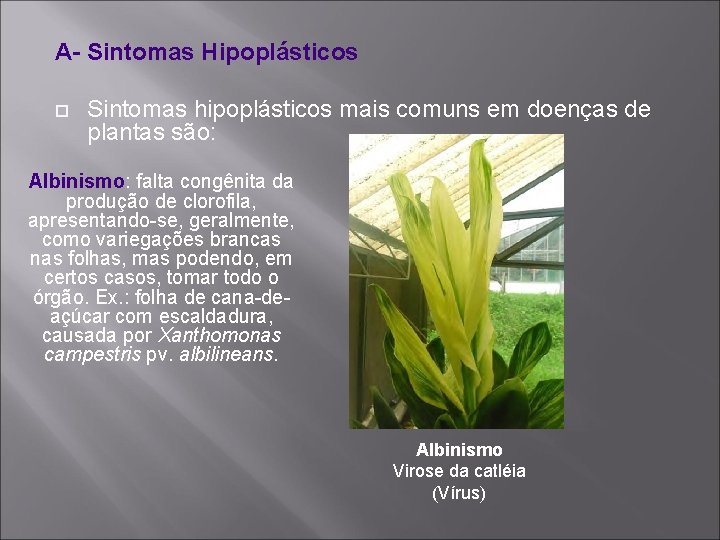 A- Sintomas Hipoplásticos Sintomas hipoplásticos mais comuns em doenças de plantas são: Albinismo: falta