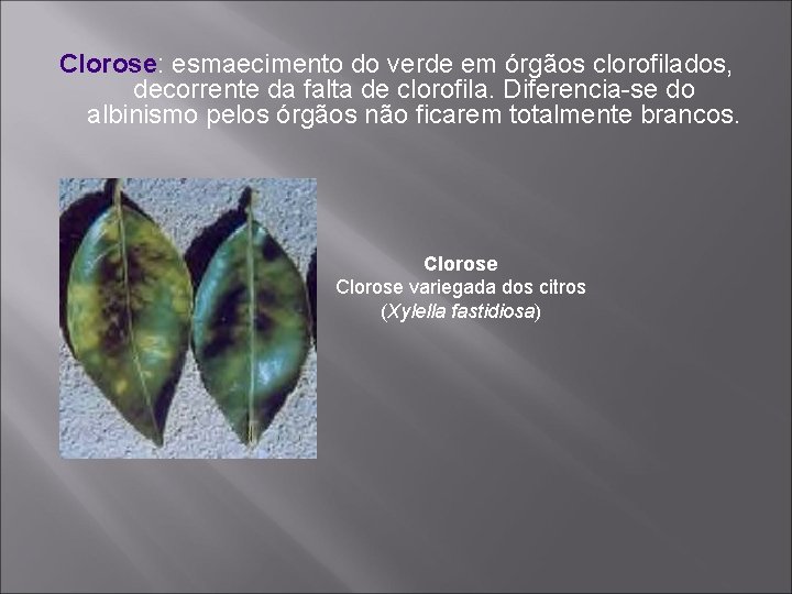 Clorose: esmaecimento do verde em órgãos clorofilados, decorrente da falta de clorofila. Diferencia-se do