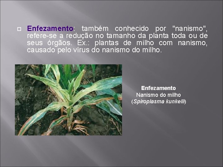  Enfezamento: também conhecido por "nanismo", refere-se a redução no tamanho da planta toda