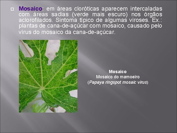 Mosaico: em áreas cloróticas aparecem intercaladas com áreas sadias (verde mais escuro) nos