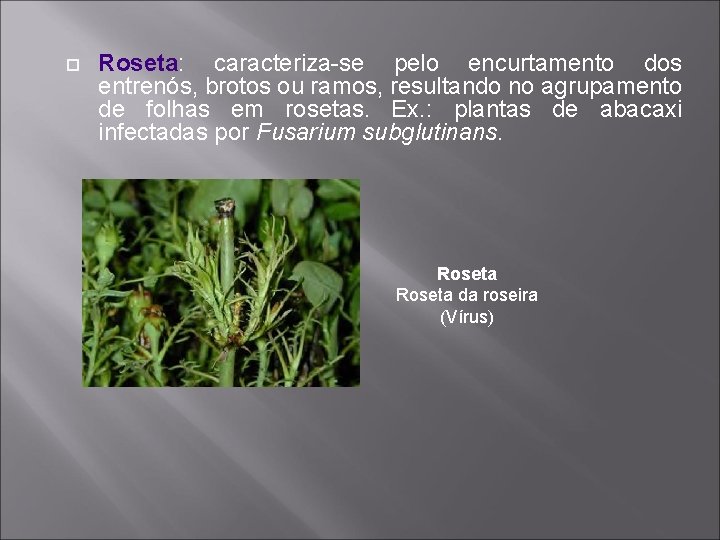  Roseta: caracteriza-se pelo encurtamento dos entrenós, brotos ou ramos, resultando no agrupamento de