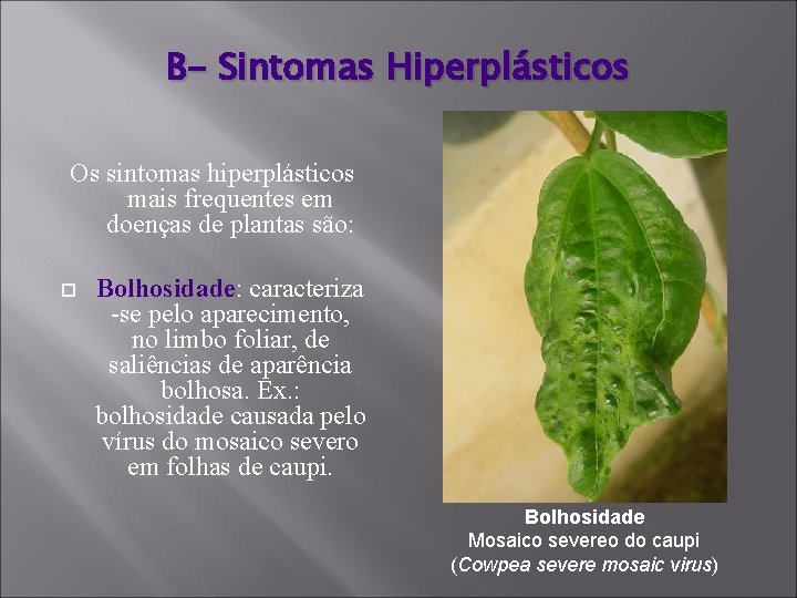 B- Sintomas Hiperplásticos Os sintomas hiperplásticos mais frequentes em doenças de plantas são: Bolhosidade:
