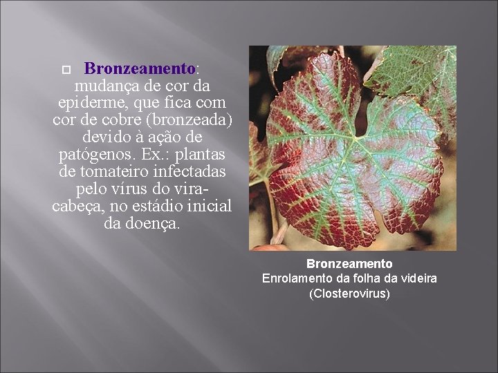 Bronzeamento: mudança de cor da epiderme, que fica com cor de cobre (bronzeada) devido