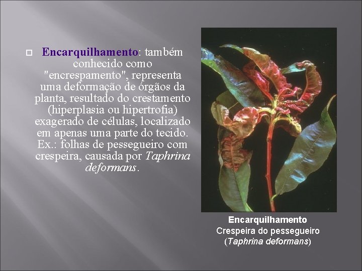  Encarquilhamento: também conhecido como "encrespamento", representa uma deformação de órgãos da planta, resultado