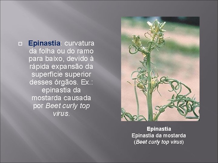  Epinastia: curvatura da folha ou do ramo para baixo, devido à rápida expansão