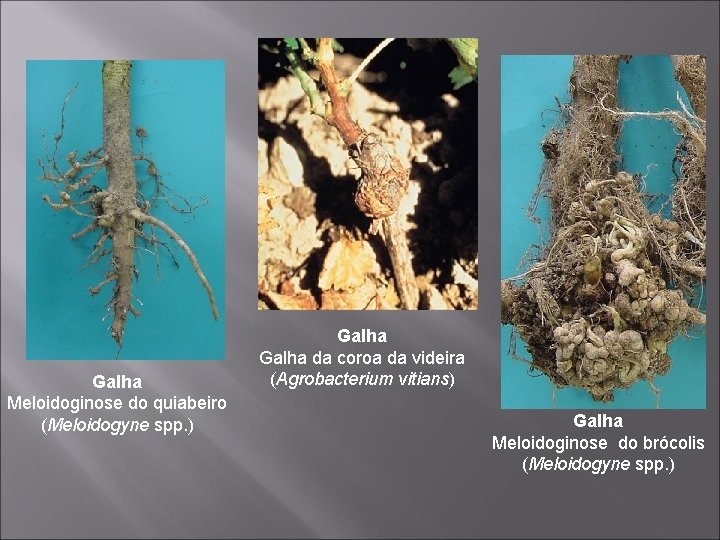 Galha Meloidoginose do quiabeiro (Meloidogyne spp. ) Galha da coroa da videira (Agrobacterium vitians)