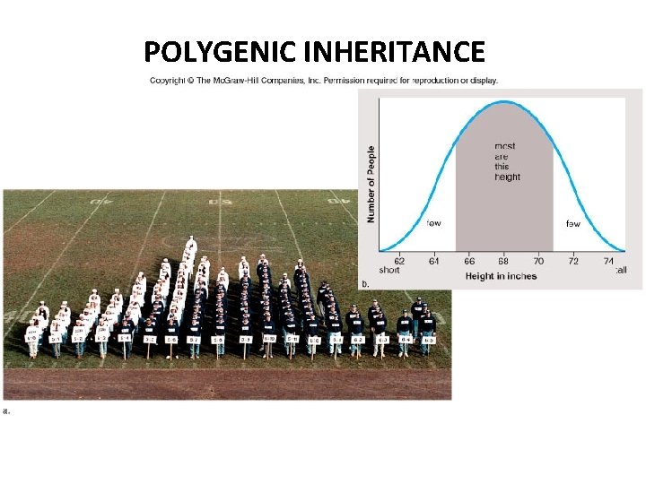 POLYGENIC INHERITANCE 