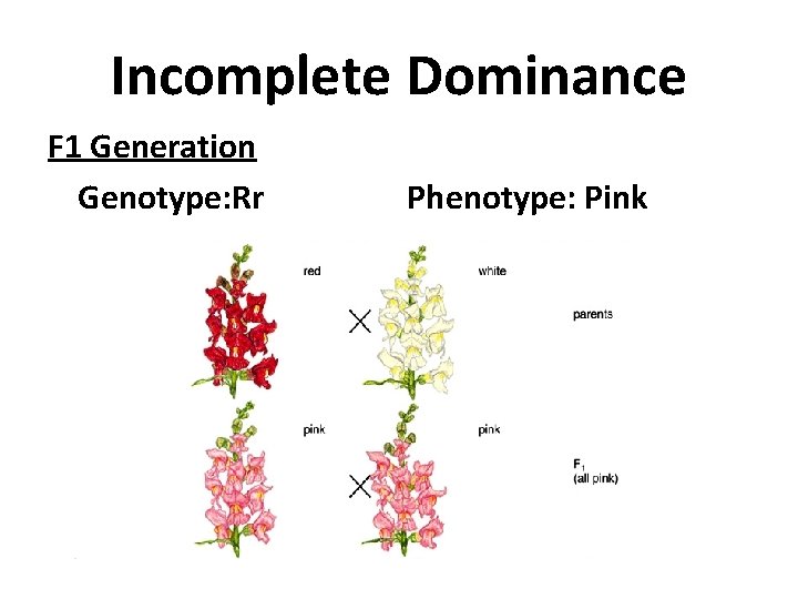 Incomplete Dominance F 1 Generation Genotype: Rr Phenotype: Pink 