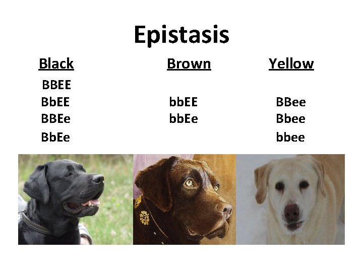 Epistasis Black BBEE Bb. EE BBEe Bb. Ee Brown bb. EE bb. Ee Yellow