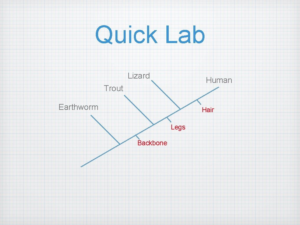 Quick Lab Lizard Human Trout Earthworm Hair Legs Backbone 