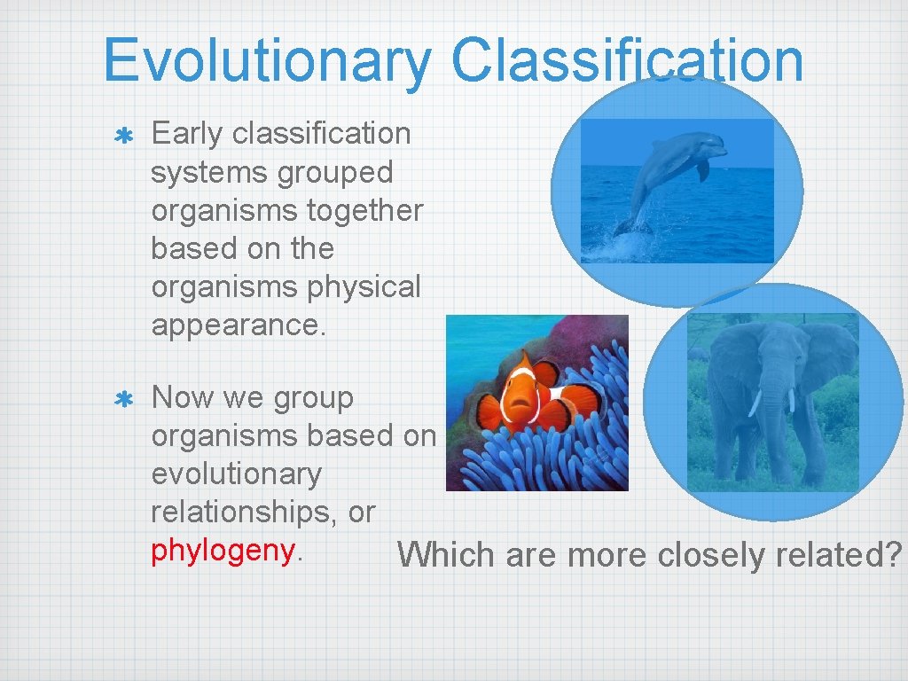 Evolutionary Classification Early classification systems grouped organisms together based on the organisms physical appearance.