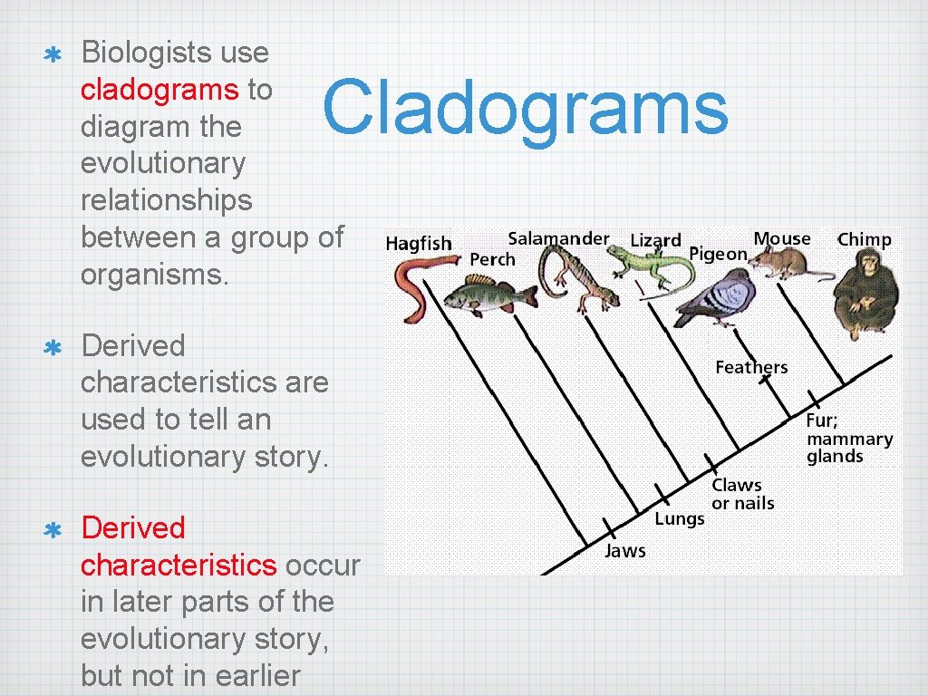 Biologists use cladograms to diagram the evolutionary relationships between a group of organisms. Cladograms