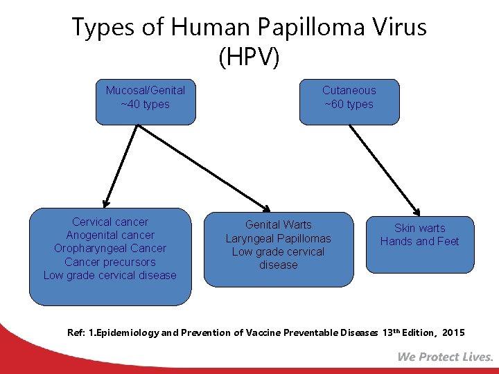 Types of Human Papilloma Virus (HPV) Mucosal/Genital ~40 types High risk types 16, 18,