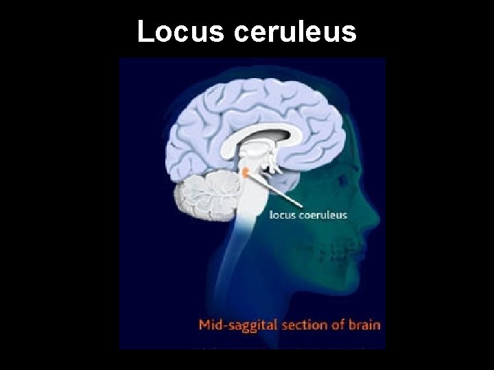 Locus ceruleus 