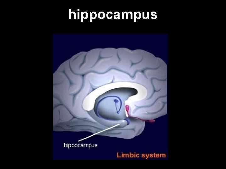 hippocampus 