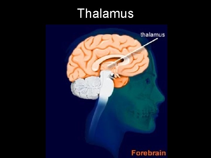 Thalamus 